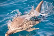 Swim with Wild Dolphins - Glenelg