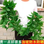 臺灣熱賣仿真藤條綠蘿葉塑料假花裝飾室內綠藤蔓假樹葉壁掛遮擋綠葉子