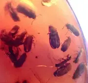 RARE SWARM! DOZENS OF HUGE BEETLES! 99MYO Burmite Amber Fossil DINOSAUR AGE