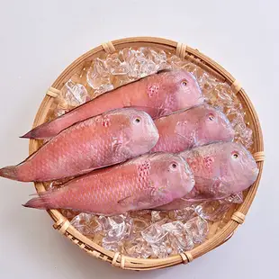 【凍凍鮮】頂級野生紅新娘-200g (8-9尾)/包 澎湖/海鮮直送/生鮮水產/魚/蝦子/ 小卷