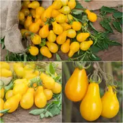 Tomato - Yellow Pear seeds