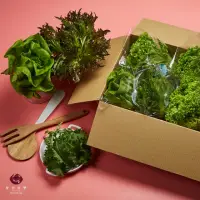 在飛比找momo購物網優惠-【ShineWong 果物美學】會呼吸的美生菜箱(溫室類水耕