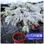 白花許願藤盆栽，白花錫葉藤，紫藤 開花時樹滿白色的花朵，花色豔麗，有夢幻美，兼之生長迅速好照顧，也是優良蔭棚植物