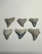 Bull Shark Tooth Lot 6 Fossil Teeth Bone Valley Florida