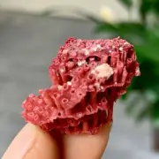 2GNatural Deep Red Coral Reef Cluster Marine Mineral Crystal Specimen