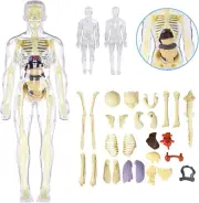 3D Human Body Anatomy Model(Fully Transparent) for Kids 8-12, Skeleton Model Kid