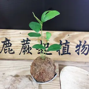 小鹿蕨起植物坊 幸運木鐵樹苔球 室內觀葉植物