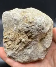 Fossilized Coral Devonian Crystal Indiana Quartz Calcite Limestone 504 Grams