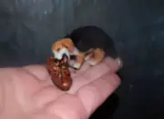 Beagle puppy & boot OOAK 1:12 Dollhouse miniature MADE TO ORDER handsculpted IGM