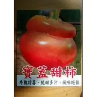 在飛比找PChome商店街優惠-水果苗 ** 寶蓋甜柿 ** 4.5吋盆/高30-45cm/