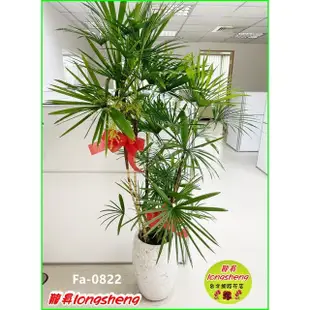 台北龍昇網路花店【Fa-0822觀音竹盆栽】~居家辦公室開運招財必備~全省免費宅配外送服務~