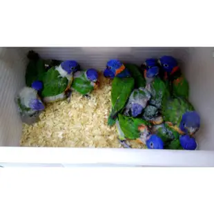 吸蜜繁殖營養日糧(繁殖專用)~有效提高繁殖能力~鸚鵡飼料/吸蜜粉5公斤