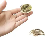 3 Pack Jumping Spider Walnut Ledge with Magnets for Pet Spider Spoods Hides Jumping Spider Walnut Hide Magnetic Moss Hide