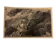 RPPC Chipmunk Eating Around Pine Cones Real Photo Postcard