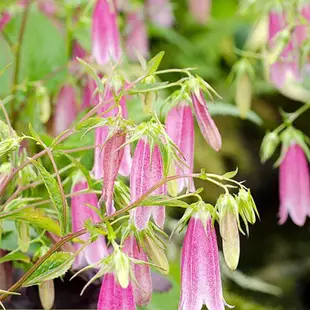 進口紫斑風鈴草種子多年生耐寒宿根 易種盆栽花園庭院 花卉種子植物種子