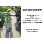 心栽花坊-熱帶黃金蜜桃1號/秋冬會完全無葉子/4吋/水蜜桃品種/嫁接苗/水果苗/售價300特價240