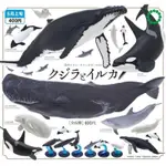 IKIMON 生物模型扭蛋 - 海豚