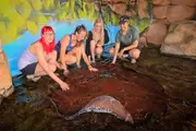 Whipray Encounter - Darwin