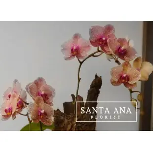 【Santa Ana】常伴相隨蘭花盆栽(蝴蝶蘭與樹皮與植栽的組合)