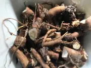 Dried dandelion root, 3-oz., free shipping, tea, organic, herb, digestive