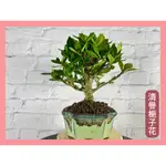 【中村桑植栽】 清譽梔子花 送禮 祝賀 升官 開店 收藏品 觀賞 風水 招財 擋煞 鎮宅 純手工盆栽