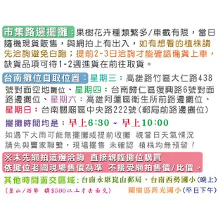 勿直接下標 日本a 暖地小藍莓 樹苗 小藍莓 盆栽 兔眼種 藍莓果醬 大果藍莓 平地 藍莓苗 暖地藍莓 樹苗 非 蔓越莓