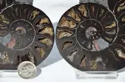 RARE 1 in 100 BLACK PAIR Ammonite Crystal LARGE 110mm Dinosaur FOSSIL 4.3" n2626