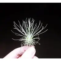 在飛比找蝦皮購物優惠-《柯比植物》空氣鳳梨 空鳳   白毛毛 Tillandsia