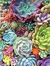TINDAY Succulents DIY Paint by Numbers Kit for Adults Beginner DIY Canvas Painting by Numbers Flower Acrylic Painting for Home Decoration Paint by Numbers Succulents 16x20 Inch (Succulents A)