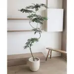 日本小豆樹 | COJOBA ARBOREA |《栽植制所》