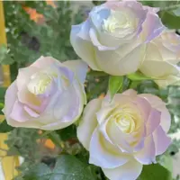 在飛比找蝦皮購物優惠-玫瑰花種子 多款玫瑰花種子香水玫瑰花種子 藍色妖姬玫瑰 七彩
