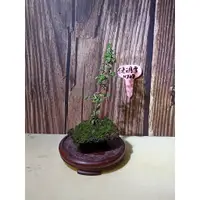 在飛比找蝦皮購物優惠-樂山  紫花六月雪 H308  小型盆栽