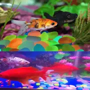 100~300X Pebbles Stone Glow in the Dark Rock Fish Tank Stones Garden Road