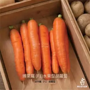 🥕各種蘿蔔種子 迷你蘿蔔滿堂紅心裡美手指櫻桃胡蘿蔔拇指水果蘿蔔種子四季耐熱耐高溫甜脆多汁蔬菜種子