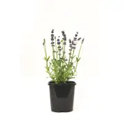 125mm Lavender English Blue - Lavandula angustifolia