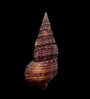 Sea shell -Terebralia sulcata- 36mm
