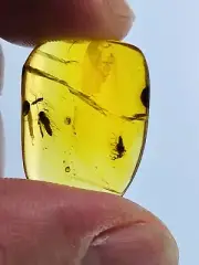 2 Mordellidae burmite Cretaceous Amber fossil dinosaurs era