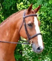 KL Select Black Oak Aster Bridle