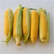 Corn Sweet - Legacy seeds
