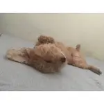 🐾大台北 大桃園 毛小孩🐶狗狗貓貓寵物保姆 🐱寵物寄宿 寵物接送 到府餵食 專人遛狗🦮 散步陪玩 寵物安親 老狗照護