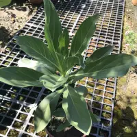 在飛比找蝦皮購物優惠-糀町觀葉植物：白水木、銀毛樹Silvery Messersc