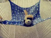 Ferret Hammock - Blue with Cows - 14" x 13"