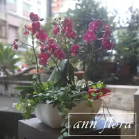 在飛比找momo購物網優惠-【ann flora】蝴蝶蘭盆栽(主花為小品蝴蝶蘭加小盆栽)