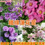 【鐵線蓮花苗】 最新四十五款鐵線蓮種根苗 陽台外爬藤盆栽植物 耐寒耐熱庭院攀援植物多年生