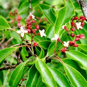 Sandlewood Essential Oil