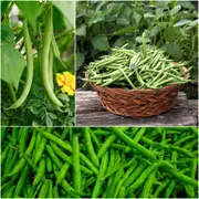 Bean Bush - Provider seeds
