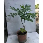 花囍園_藤蔓觀賞植物—日本紫藤--淡紫色小花成串垂下~具芳香味/5-6吋