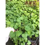 『525生態植物園』香菫菜（香堇菜，香蓳菜）香料植物，地被，觀花或藥用植物