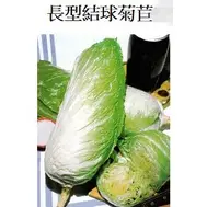 在飛比找蝦皮購物優惠-【1磅裝蔬菜種子P400】長型結球菊苣~~具有美味及柔軟的質