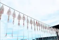 在飛比找Yahoo!奇摩拍賣優惠-魷魚吊片乾（300克350）阿根廷魷魚 尤魚乾（今年最新鮮入